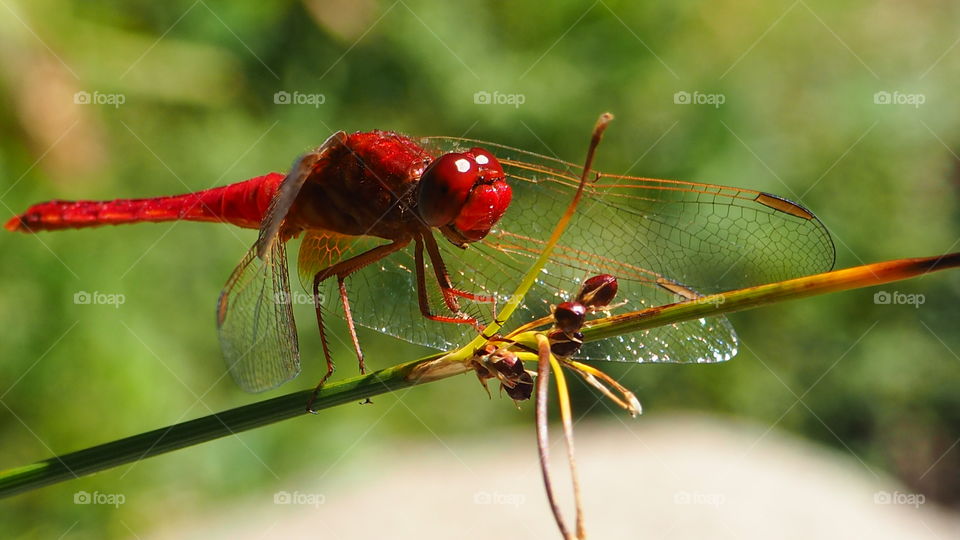 Red dragonfly