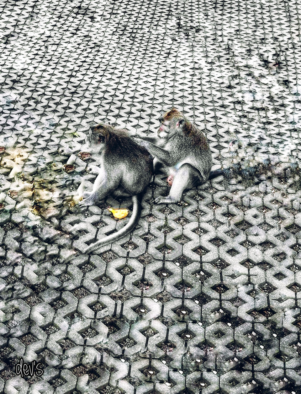 Everything that is done together is something beautiful

Monkey Forest, Ubud Bali