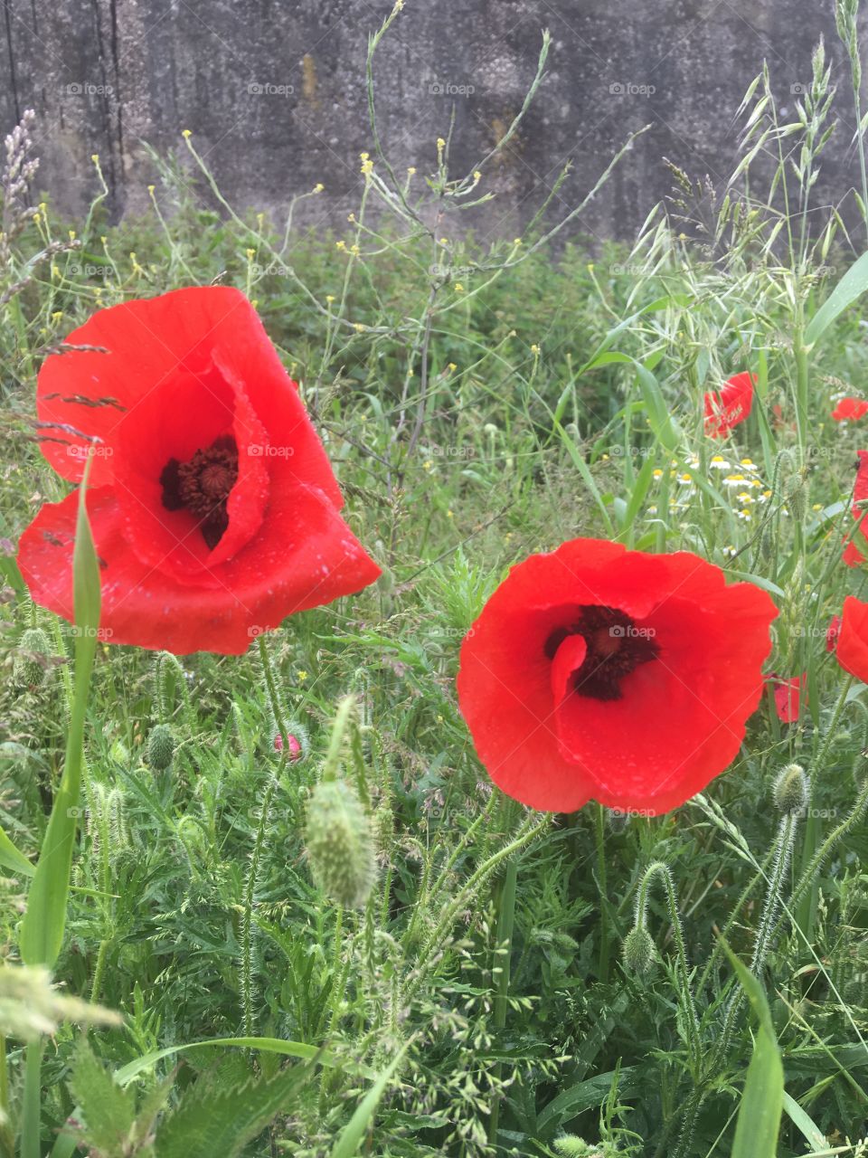 Poppies in the wild