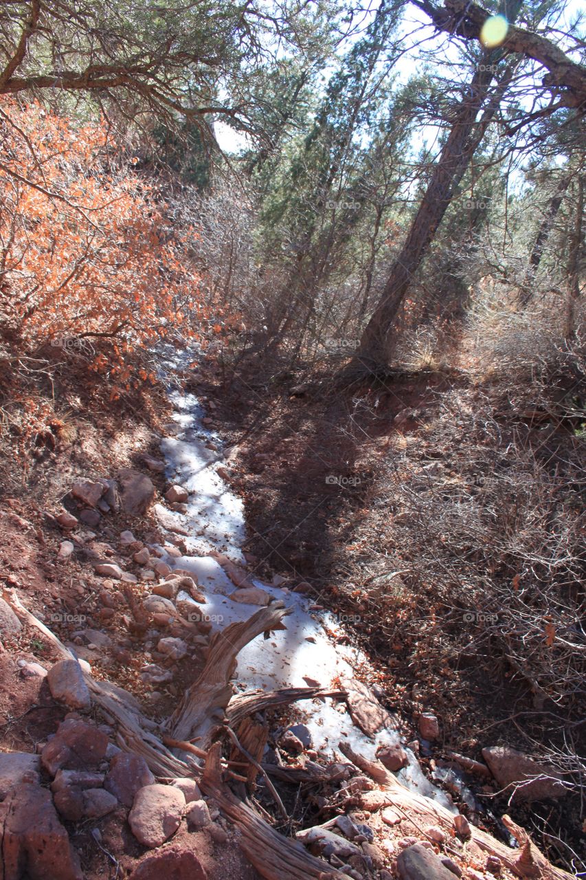 Forest stream