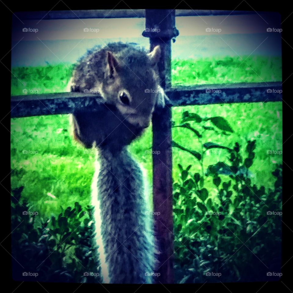 Scared lil squirrel whose fate just a few hours later I won't show you.☹️