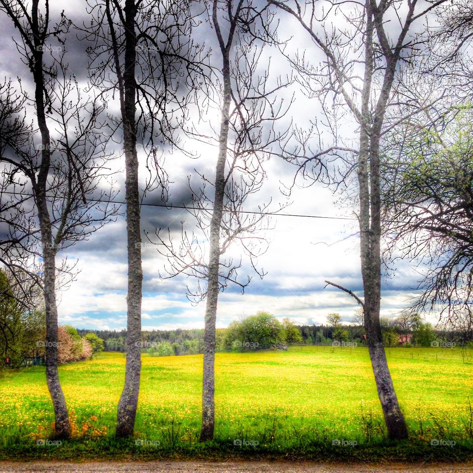 yellow spring field sweden