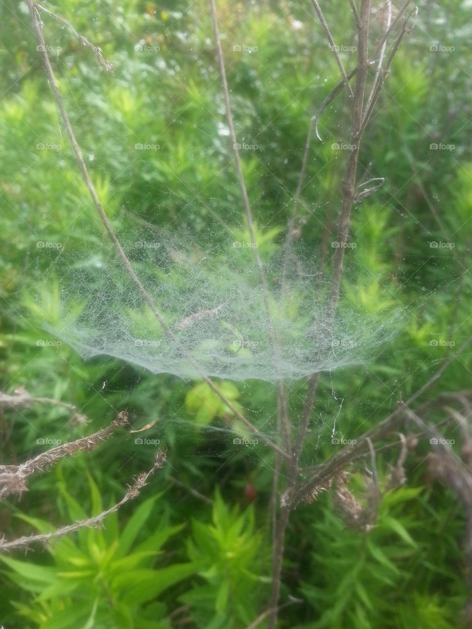 web