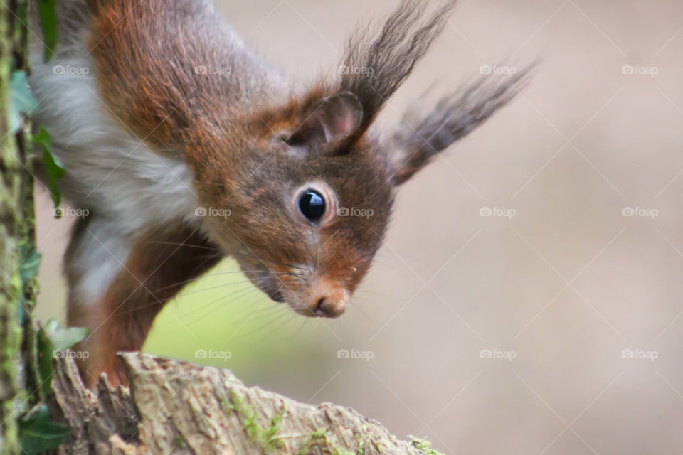 Squirrel pops up behind a tree