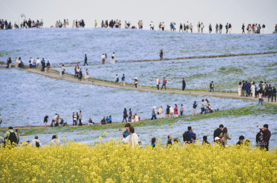 Flowers as far as the eye can see