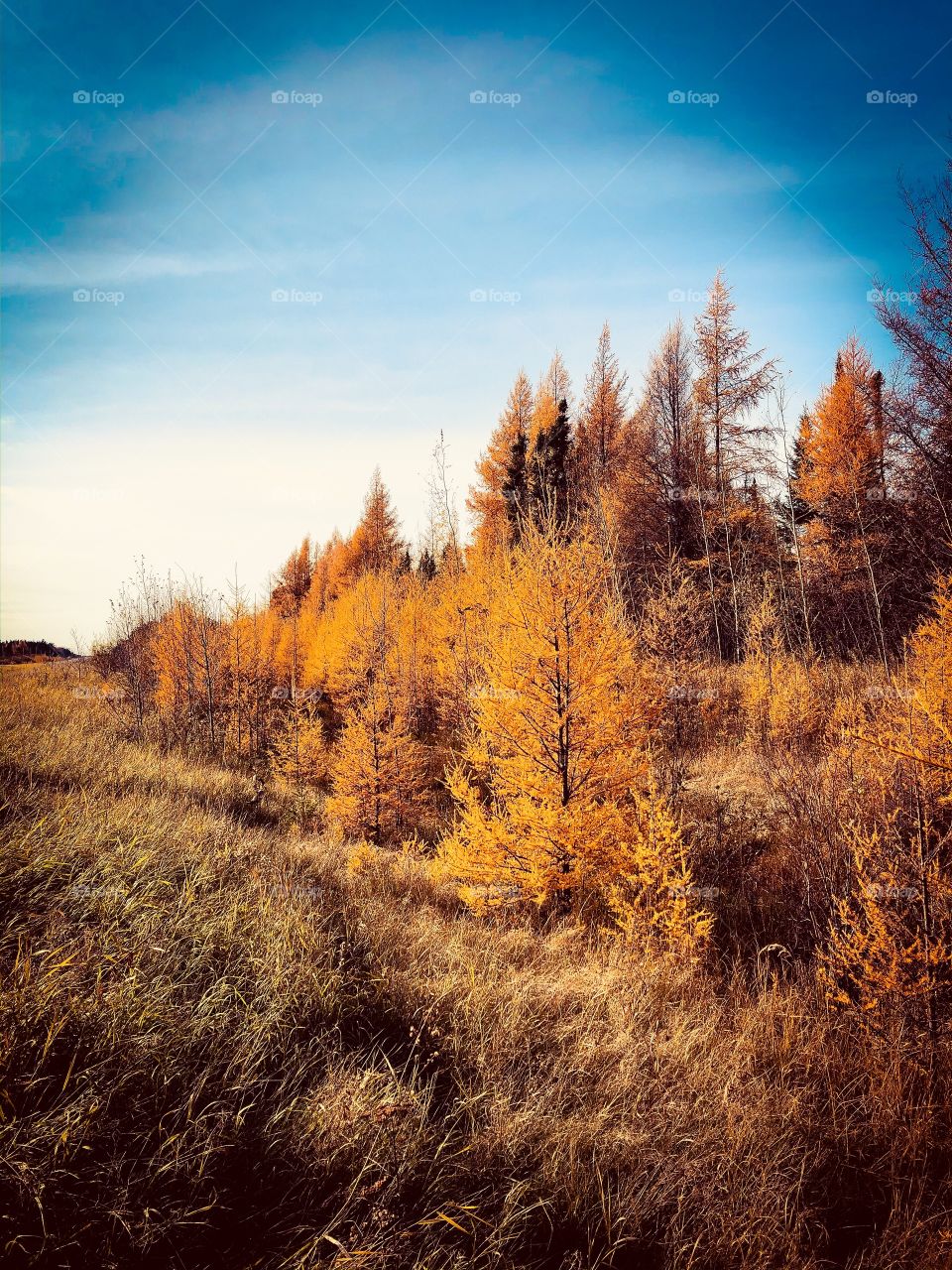 Golden fall time pine trees 