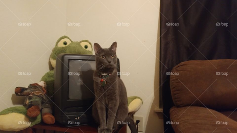 gray cat posing with stuffed frog
