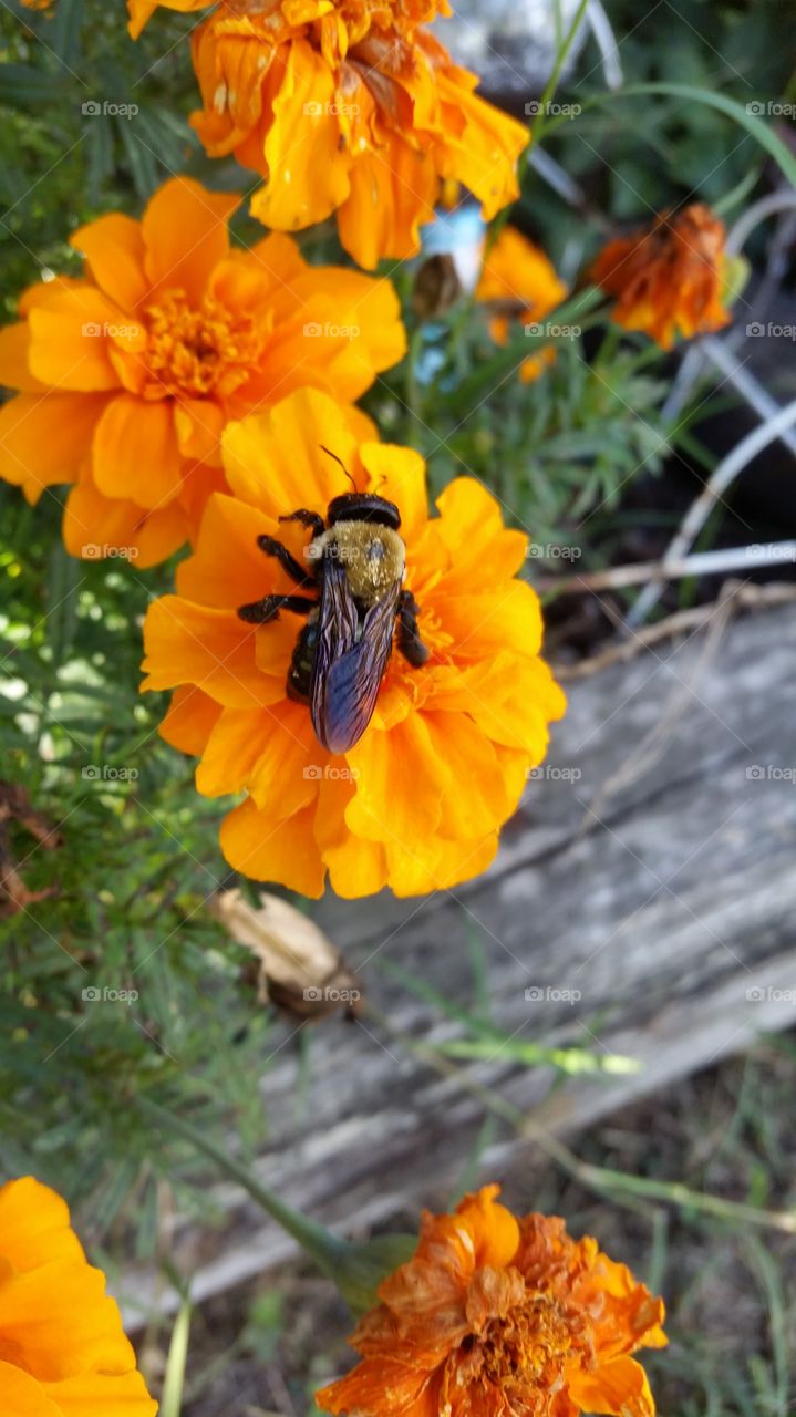 bee on a marigold flower