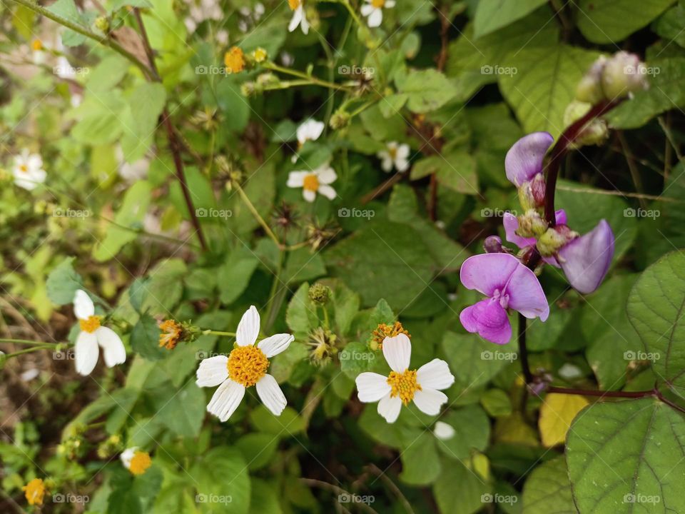 Hyacinth Bean blossom