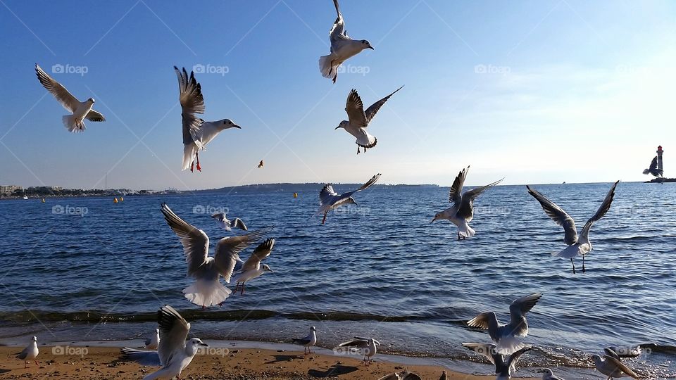 Birds flying at beach