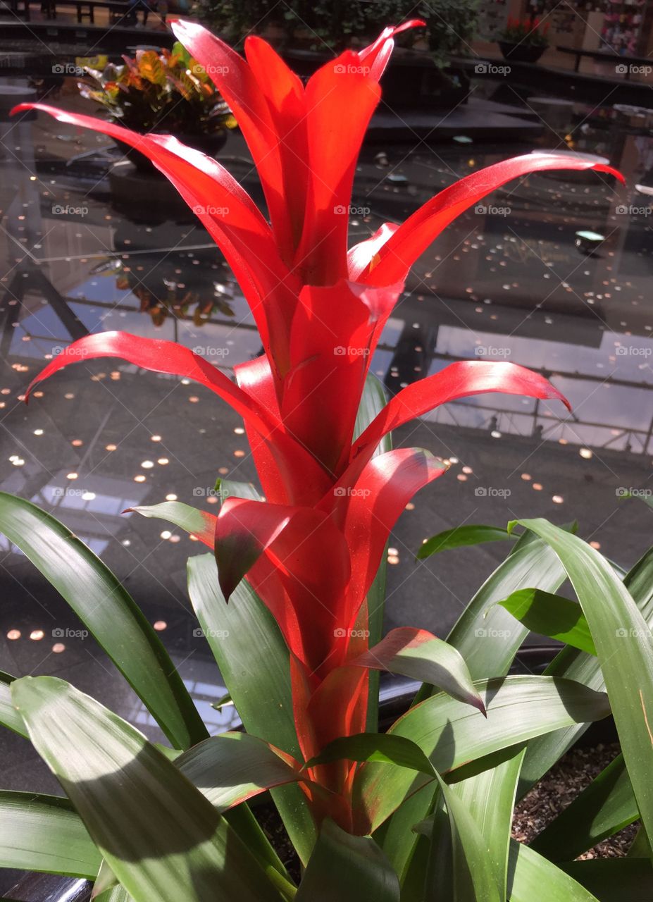 Tropical flowers. Red tropical flower, 