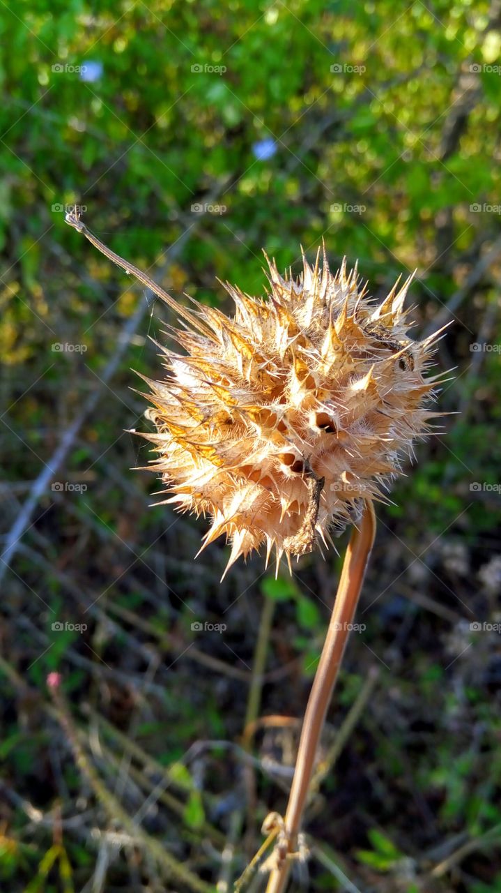 Spike flower