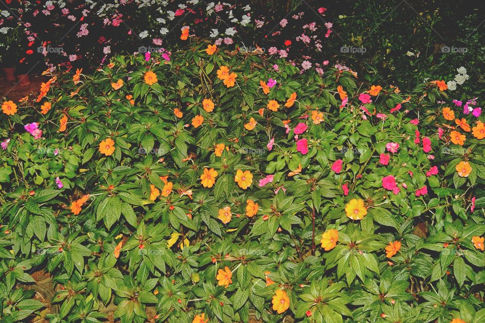 Flower nursery India.