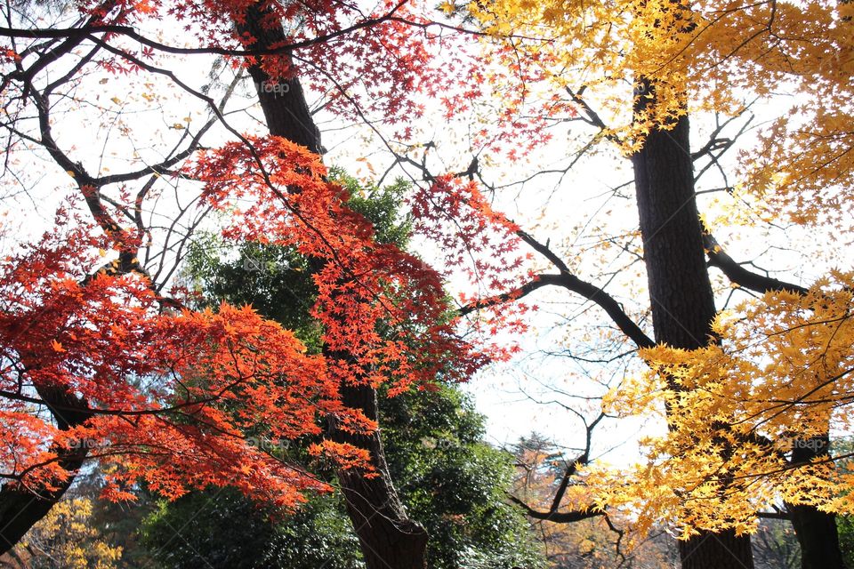 Fall foliage in Japan