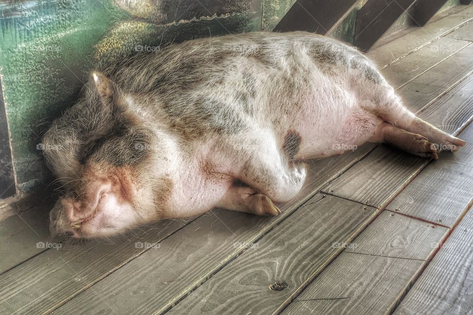 Pig sleeping on wooden floor