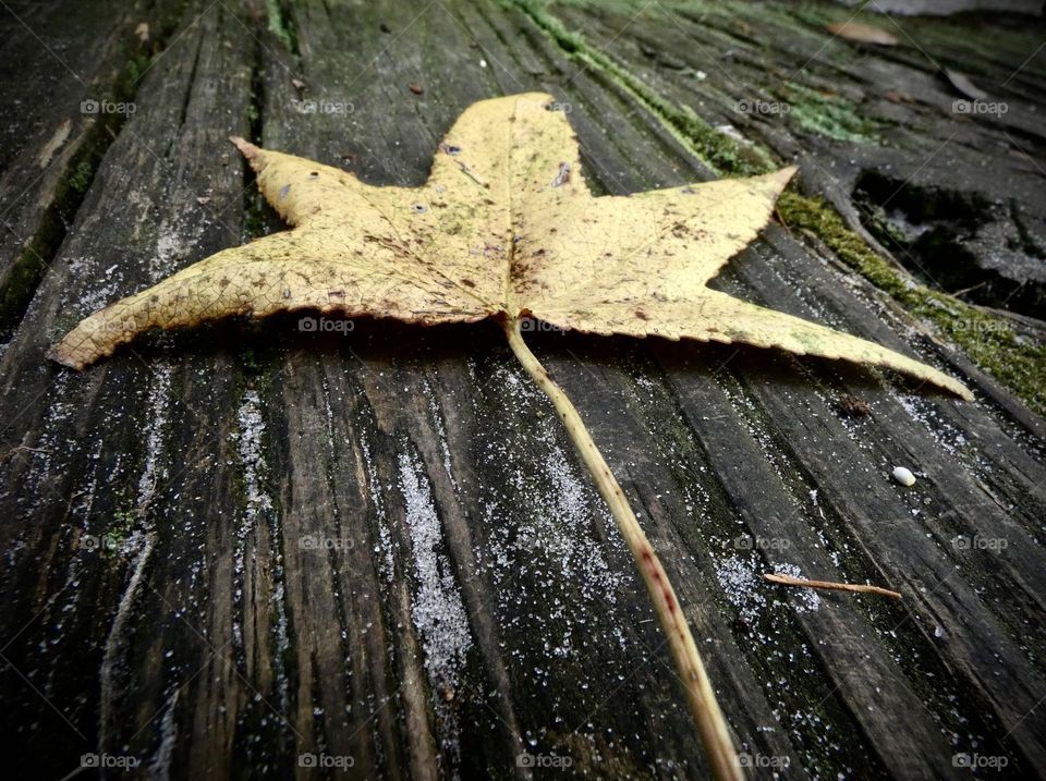 A lone leaf sits on a lonely boardwalk with details of wood, moss, and sand