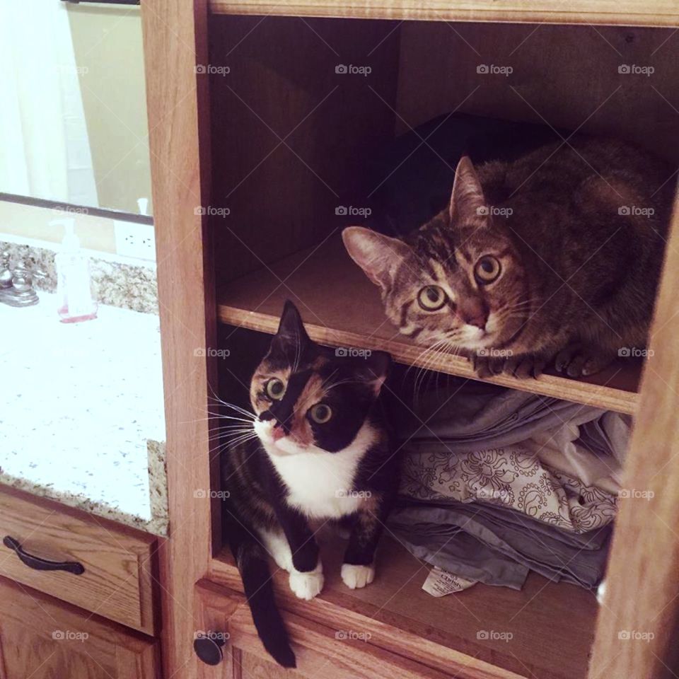 These curious cats have found a dark cabinet of soft sheets to hid out in! Neutral colors aid in the unity of the image, and the cats aid in cuteness.