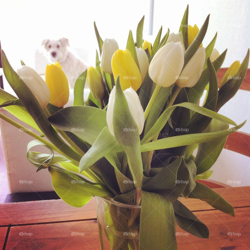 Dog and tulips