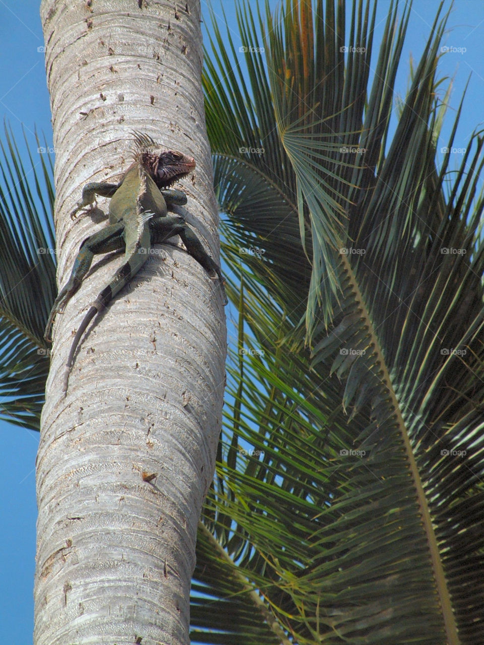 outdoors reptile iguana islands by wme