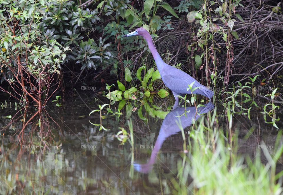 A beautiful bird reflection on the water near the woods