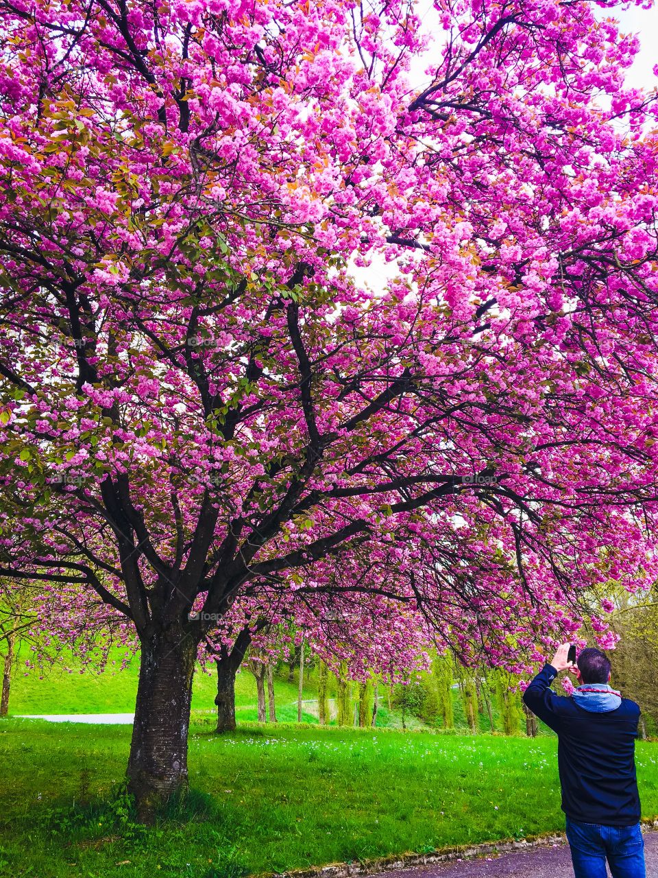 Cherry trees blooming  on spring 