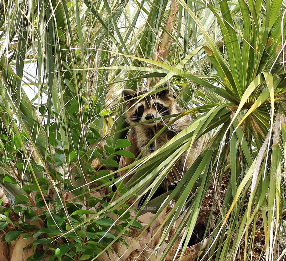 Raccoon in palm tree