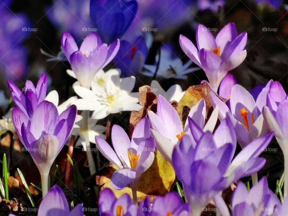 Crocus Close-up