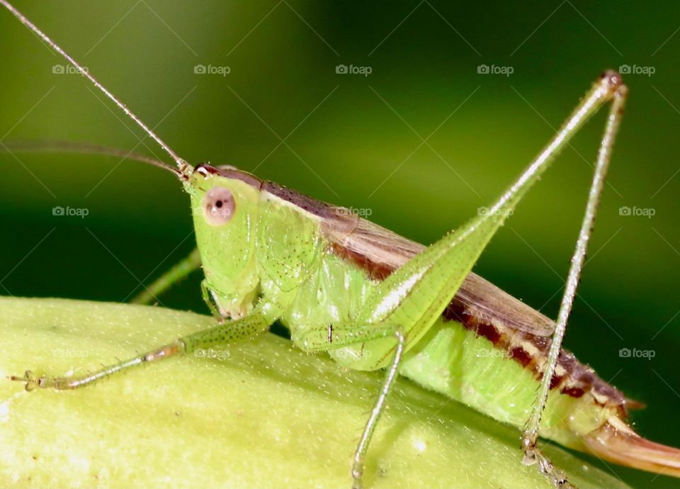 Grasshopper on a leaf