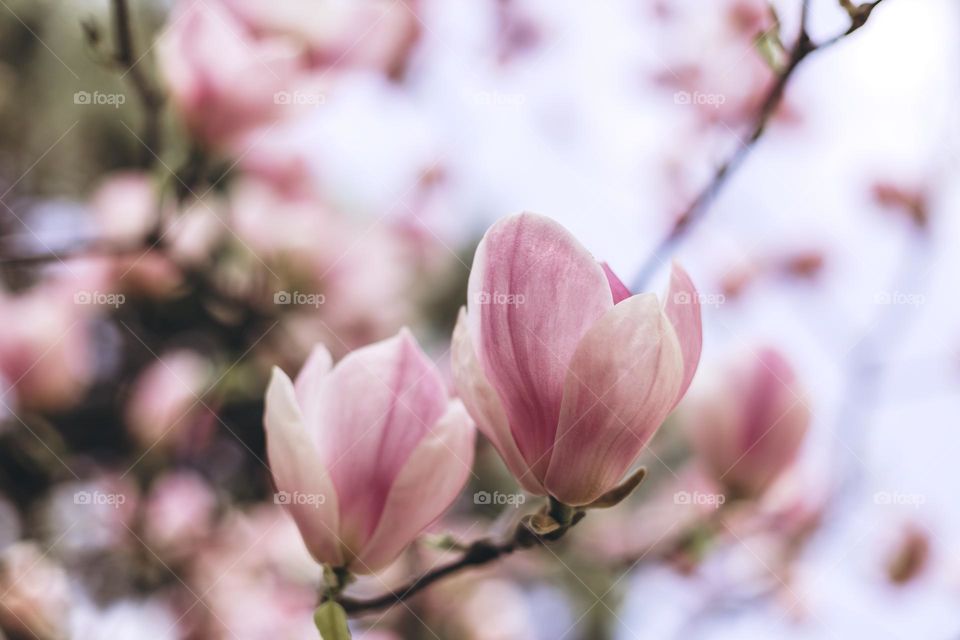 magnolia flowers