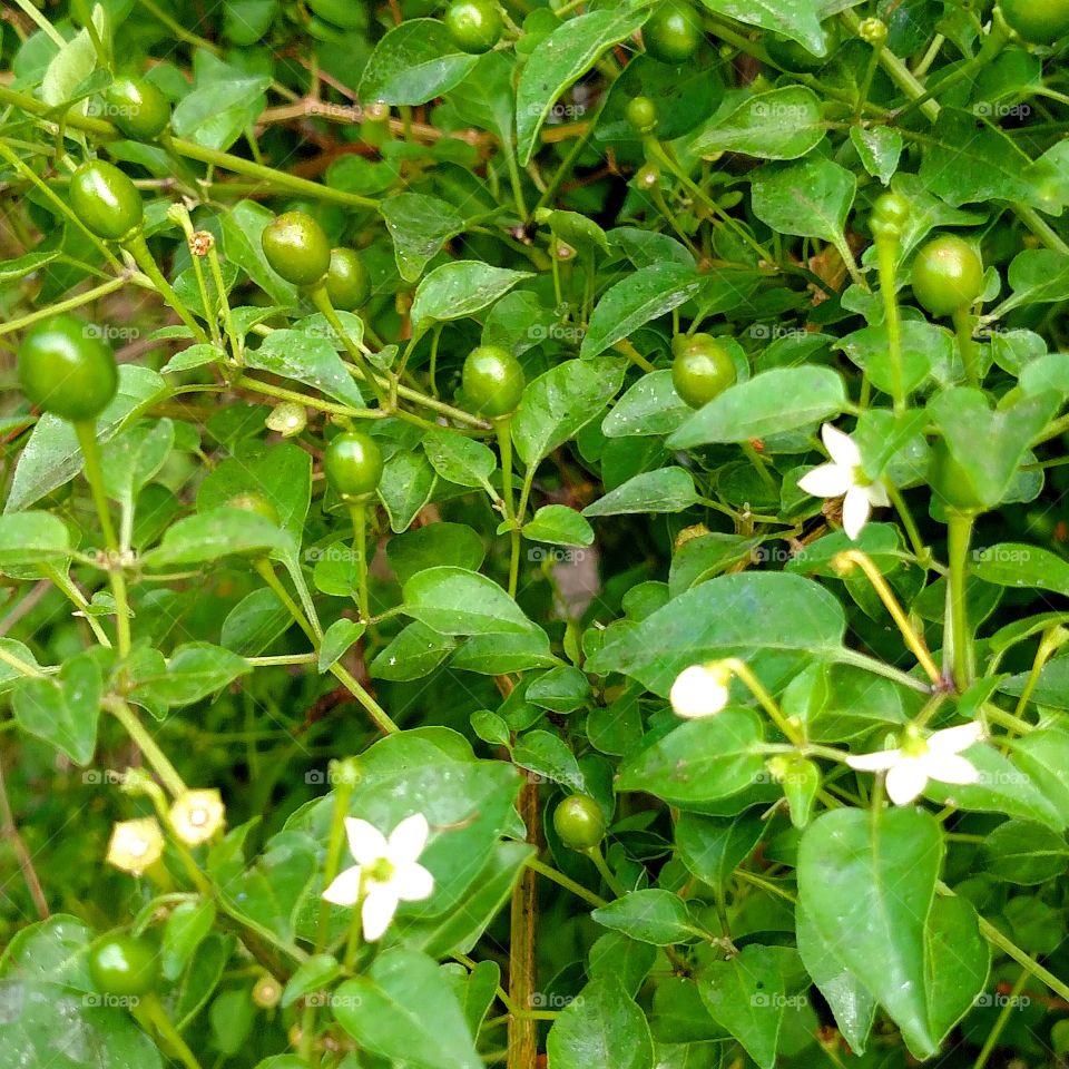 Chile plant. South Texas.