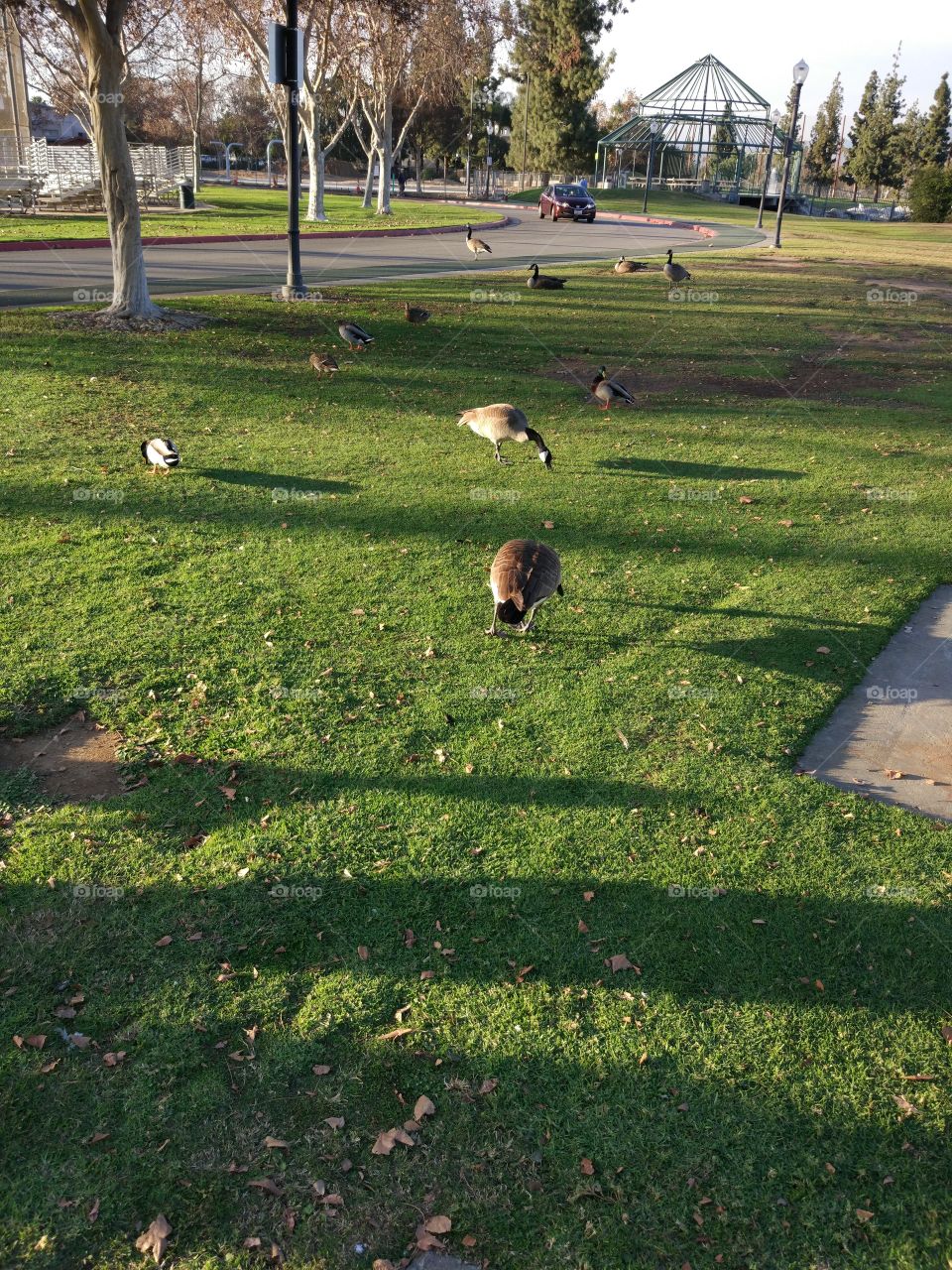 ducks on grass land