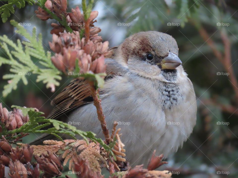 Sparrow on a bush