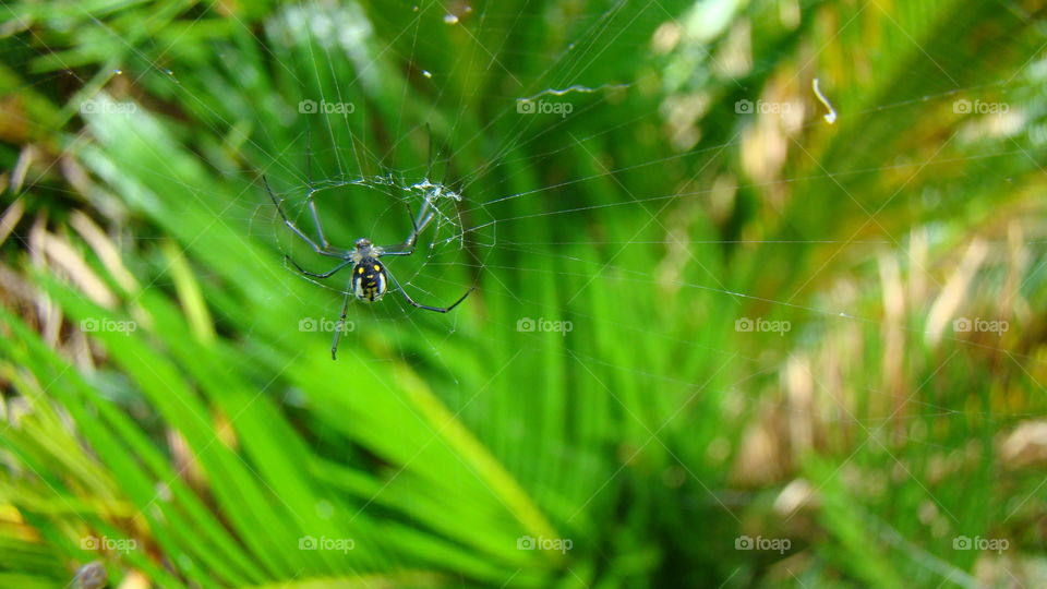 Black and yellow spider in the center of spiderweb 