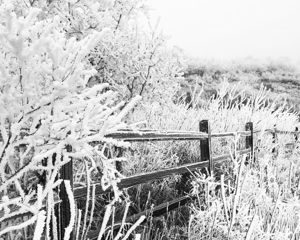 Snowy trees and a fence