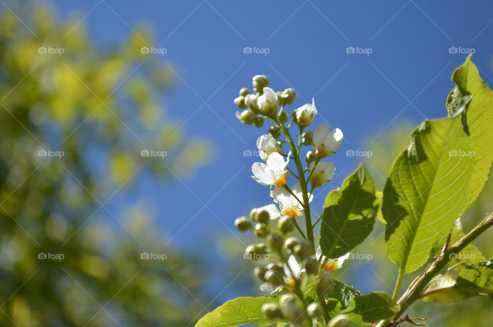 Bird cherry