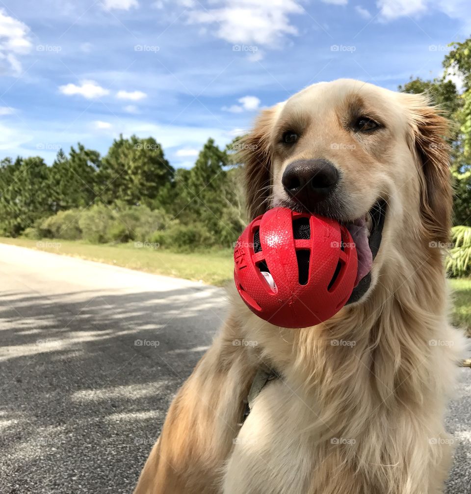 Red fetch ball 