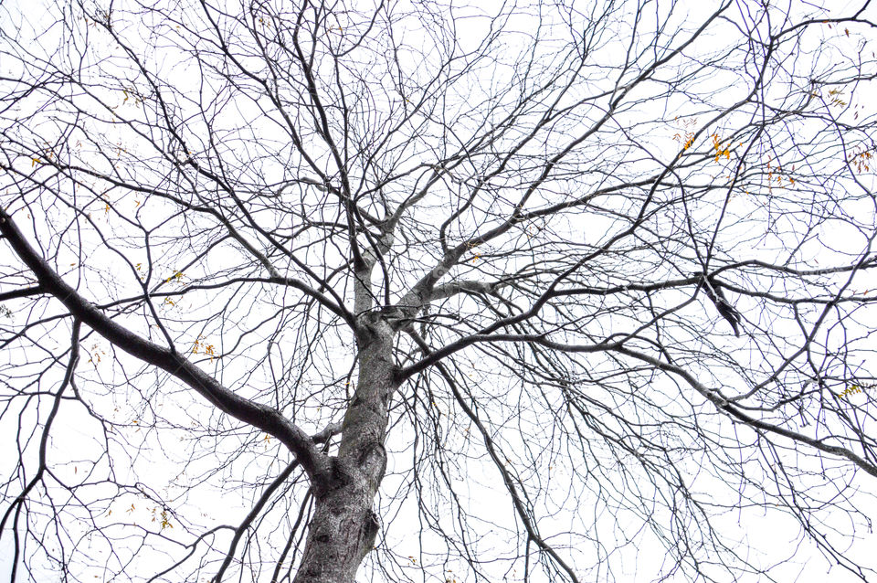 Branches Of A Tree During Winter