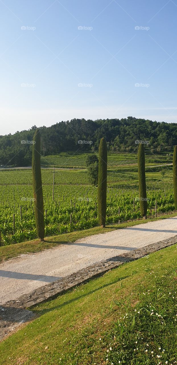wineyard in Istria, Croatia
