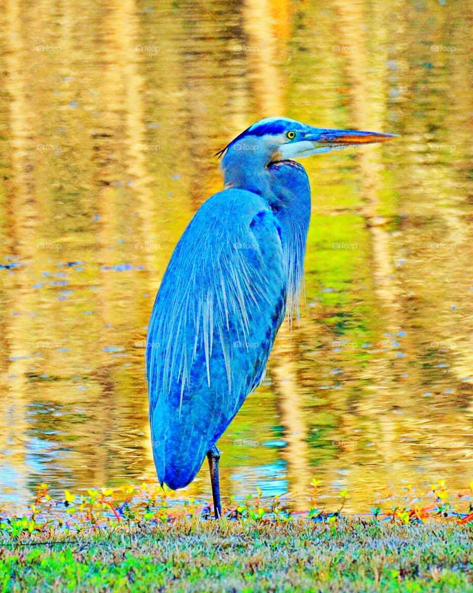 Great Blue Heron 