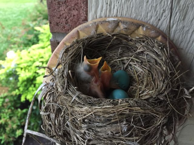 Hungry Robins. Baby robins waiting for a nice worm.