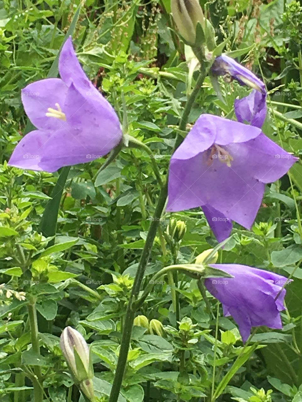 Blue campanula bell flowers on a stem in a garden in summer