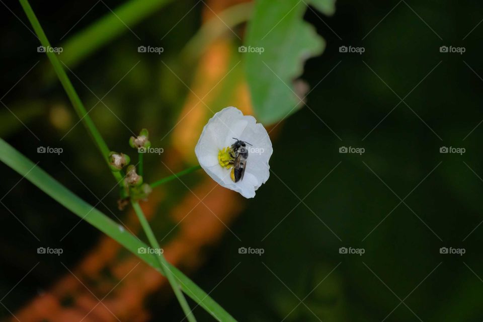 bee with flower