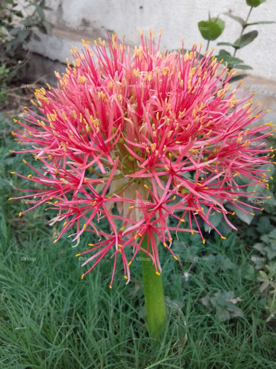 monsoon garden flower