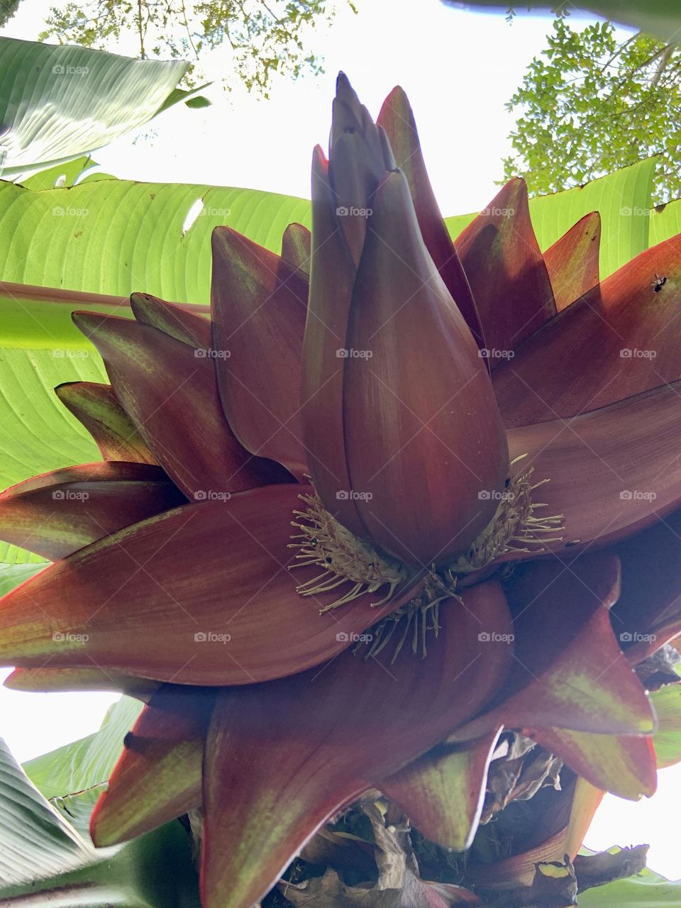 Flower of pink banana 