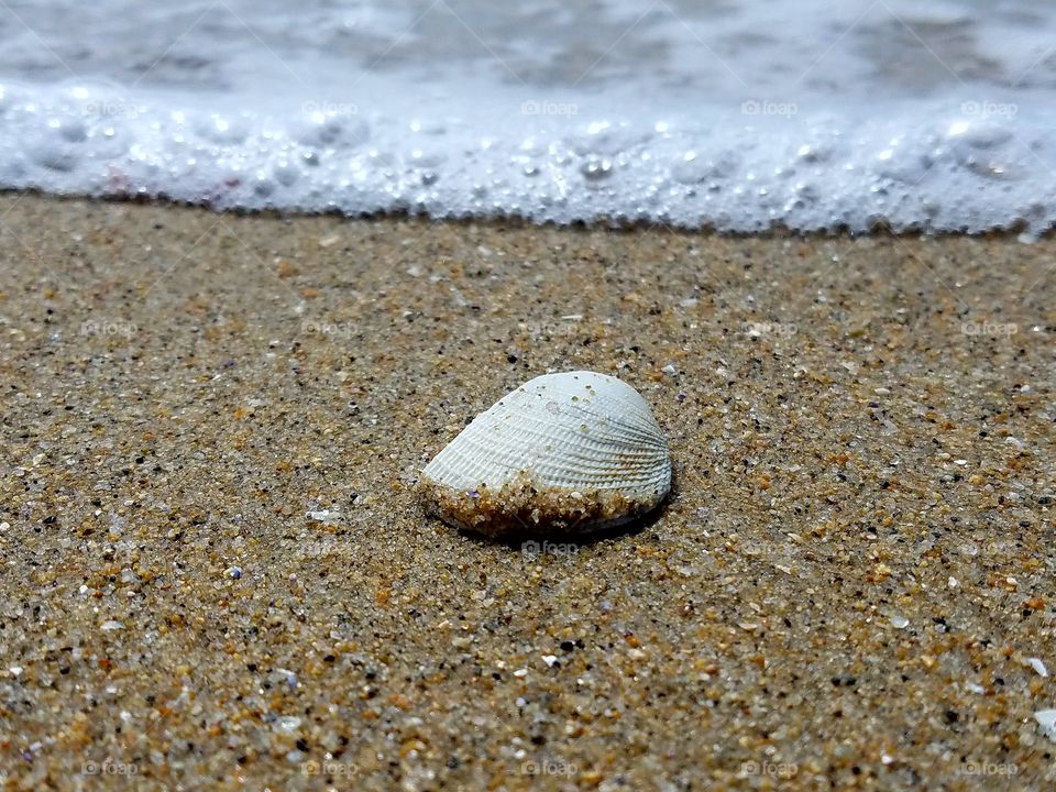 Scallop seashells on beach