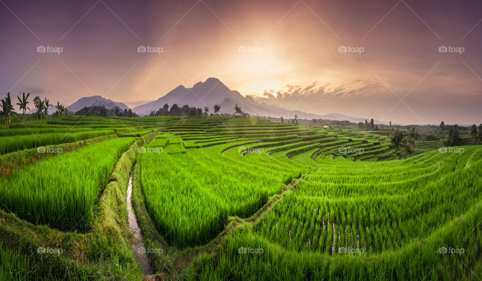 panoramic View of Rice Fields with Mountain in The Morning