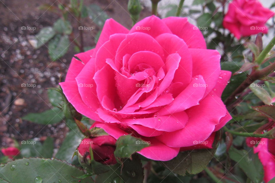 Pink rose with rain drops