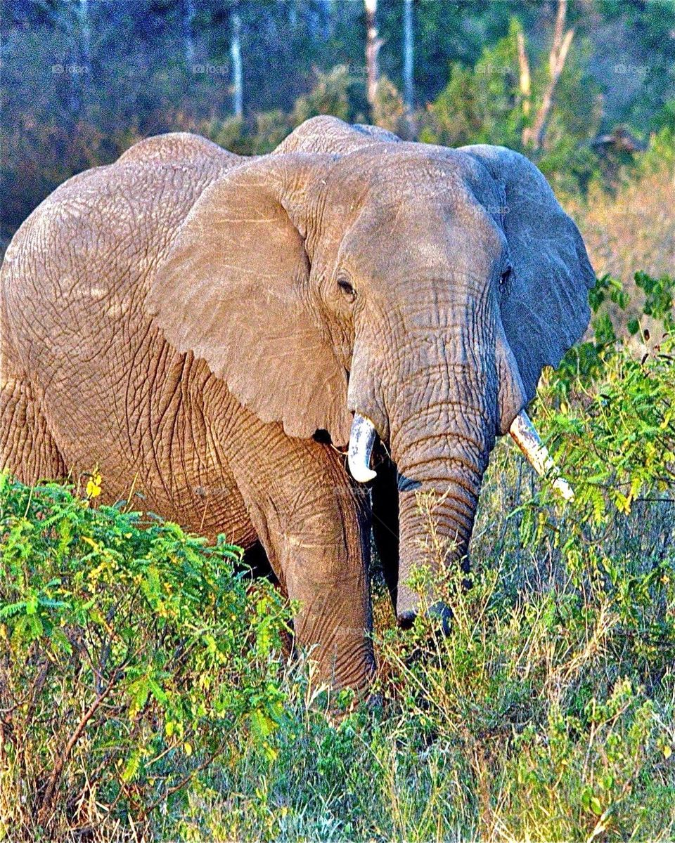 Elephant Portrait