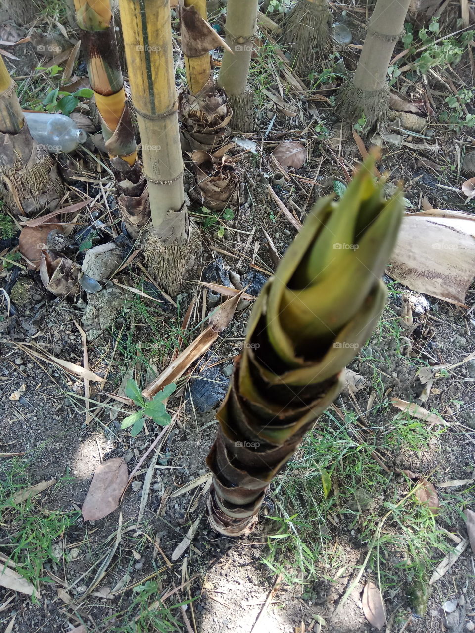 pucuk bambu kuning