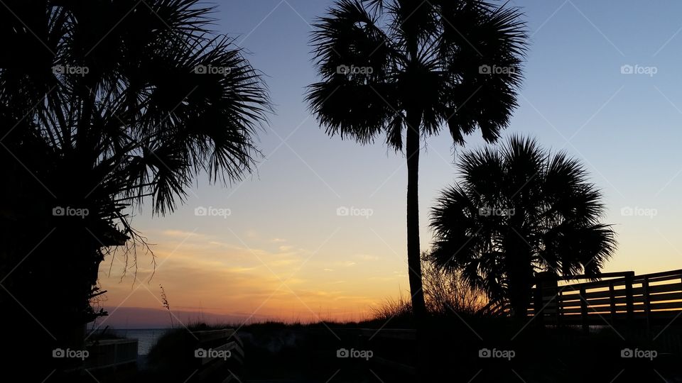 palm tree twilight
